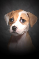 Pet Portraits - November 17, 2012